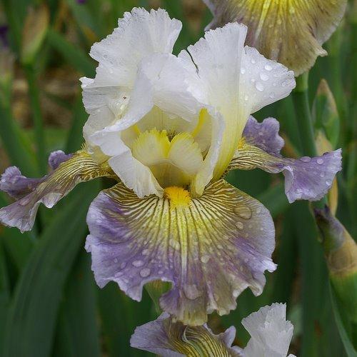 Photo of Tall Bearded Iris (Iris 'Ciel Gris sur Poilly') uploaded by Misawa77