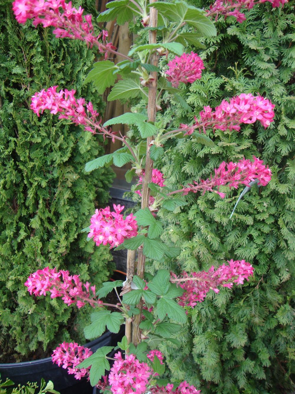 Photo of Redflower Currant (Ribes sanguineum 'King Edward VII') uploaded by Paul2032