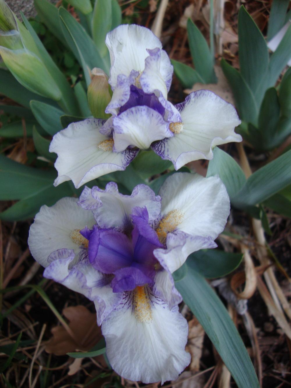 Photo of Standard Dwarf Bearded Iris (Iris 'Dollop') uploaded by Paul2032
