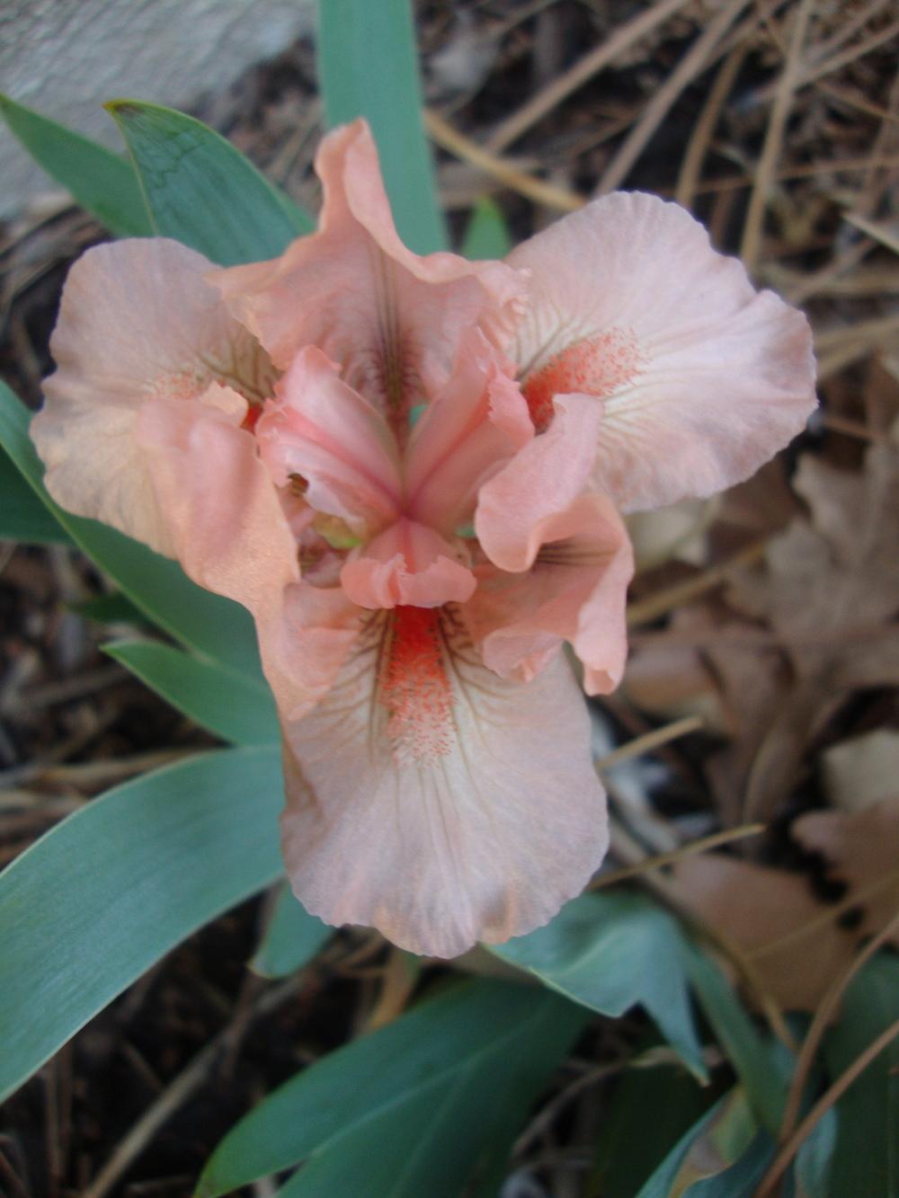 Photo of Standard Dwarf Bearded Iris (Iris 'Pussycat Pink') uploaded by Paul2032