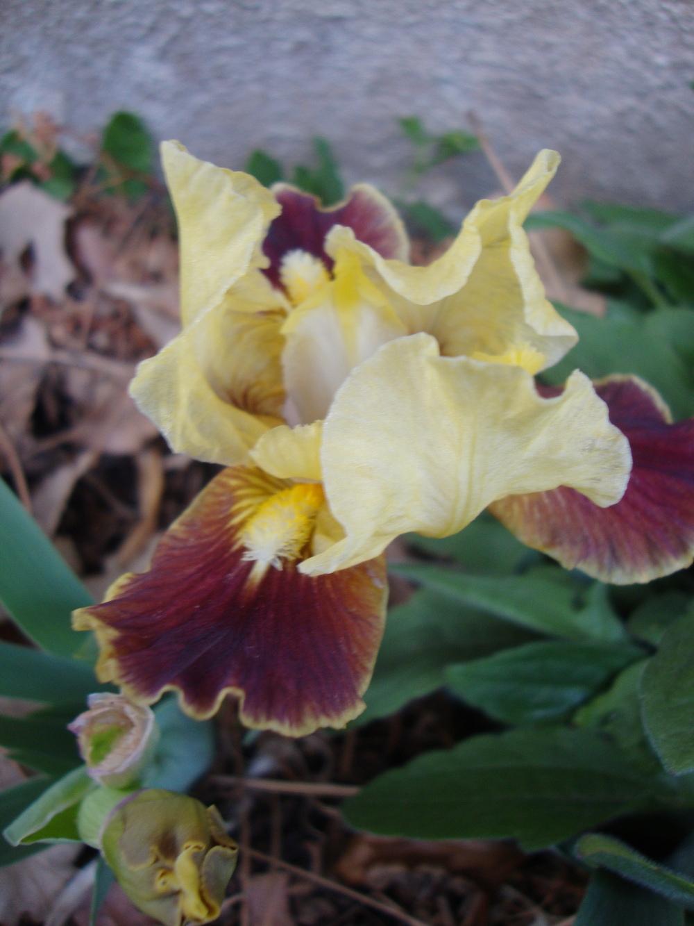 Photo of Standard Dwarf Bearded Iris (Iris 'Radioactive') uploaded by Paul2032