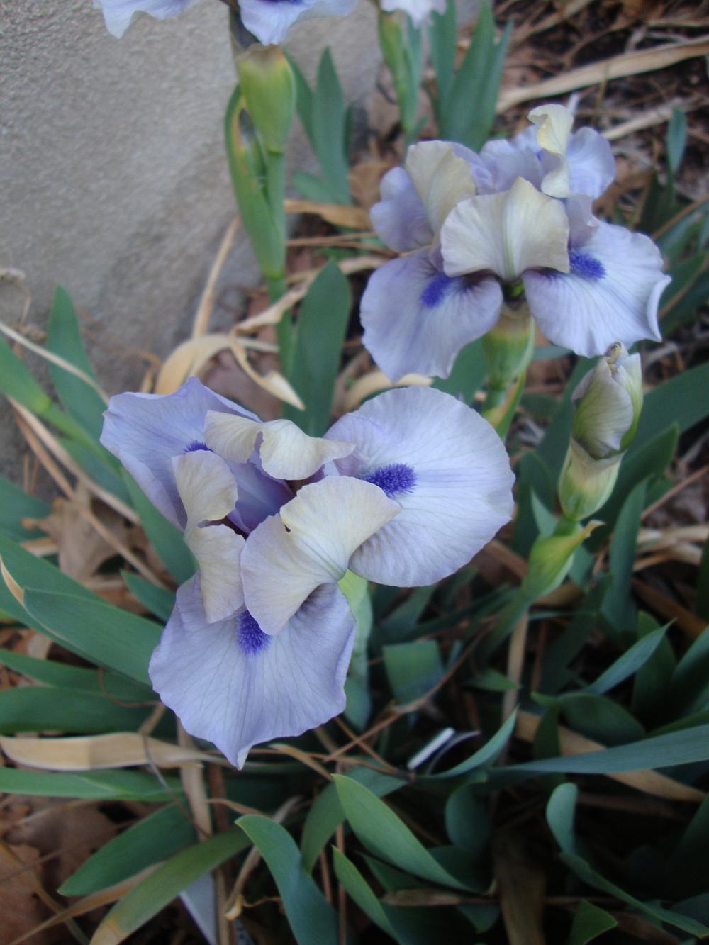 Photo of Standard Dwarf Bearded Iris (Iris 'Dime') uploaded by Paul2032