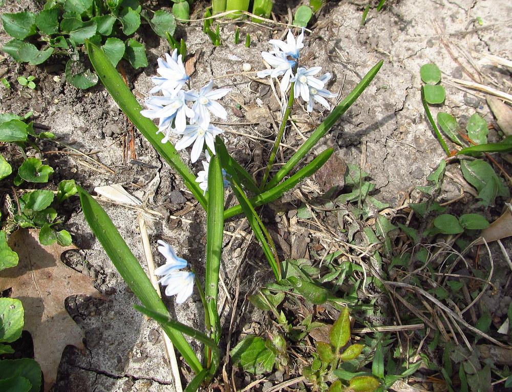 Photo of Striped Squill (Puschkinia scilloides) uploaded by jmorth