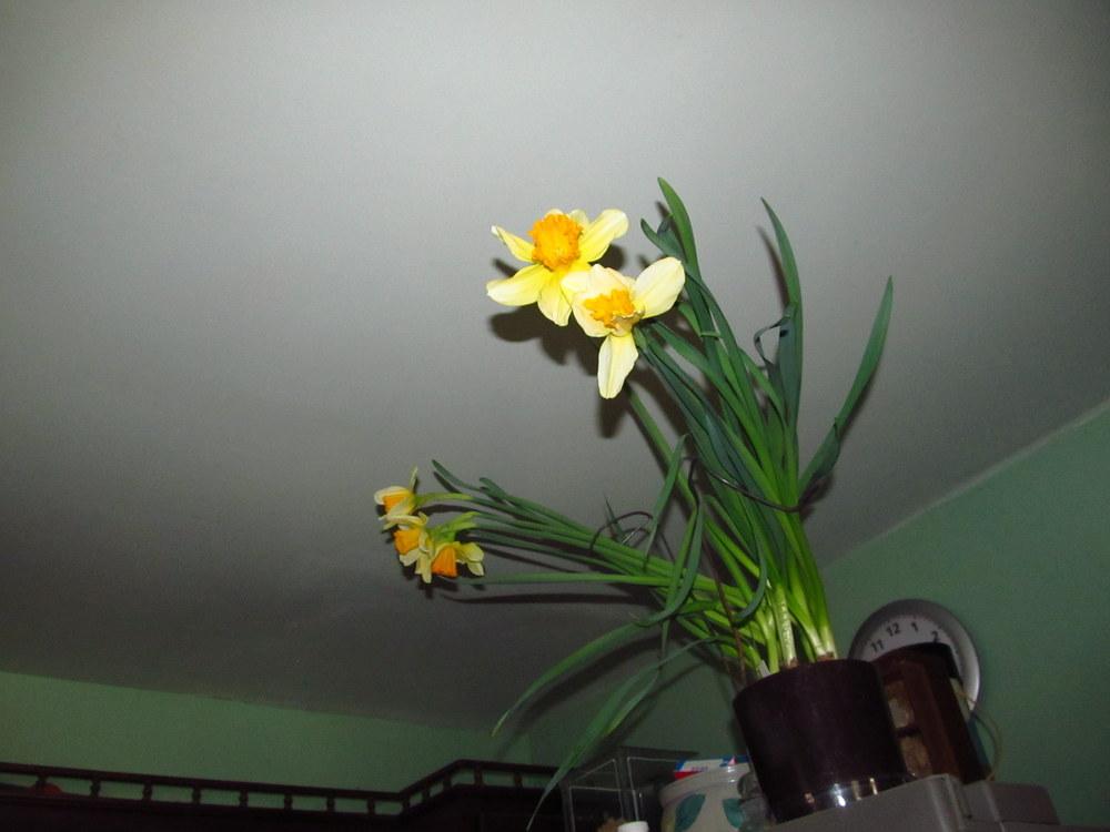 Photo of Large-cupped Daffodil (Narcissus 'Fortissimo') uploaded by jmorth