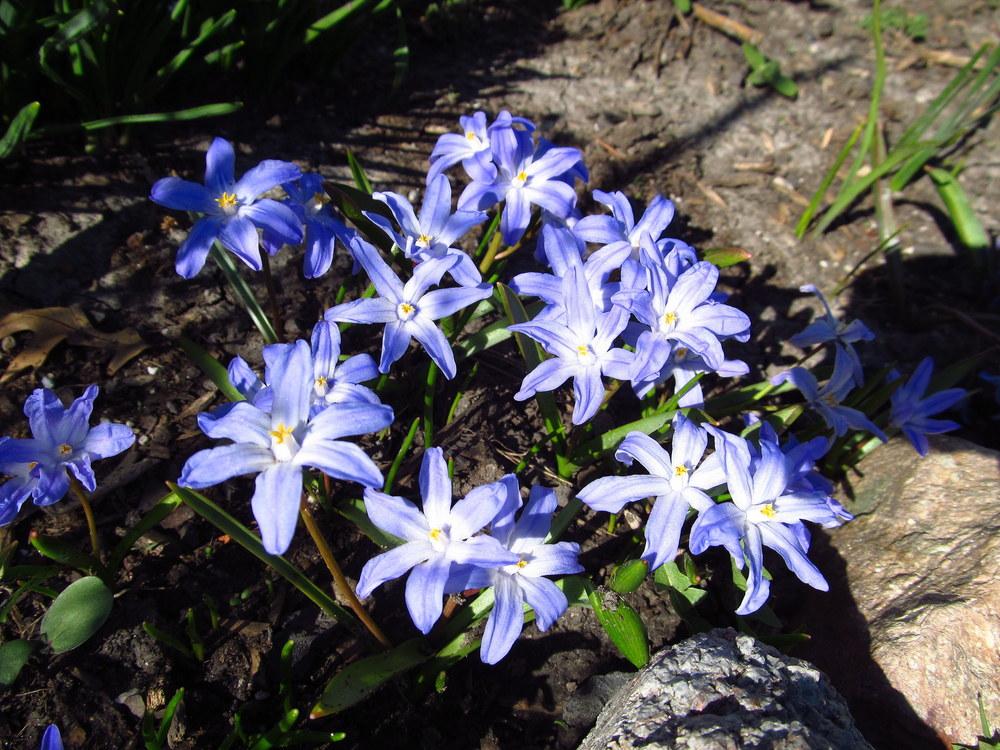 Photo of Glory Of The Snow (Scilla luciliae) uploaded by jmorth