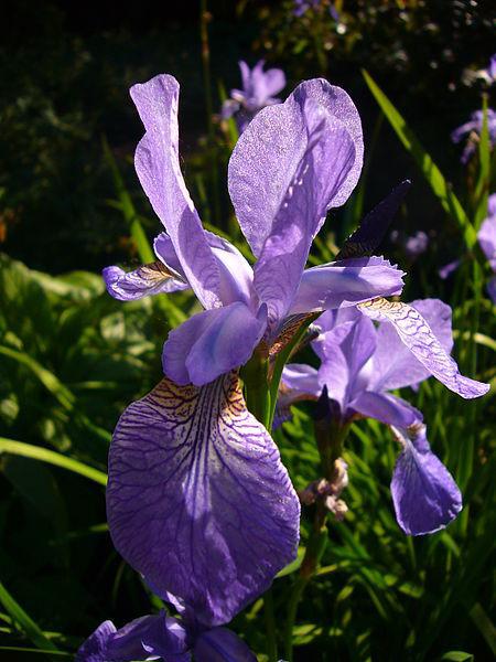 Photo of Siberian Iris (Iris 'Dragonfly') uploaded by robertduval14