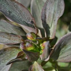 Location: In my garden
Date: 2014-04-10
Shows buds, also shows the beatiful purplish foliage