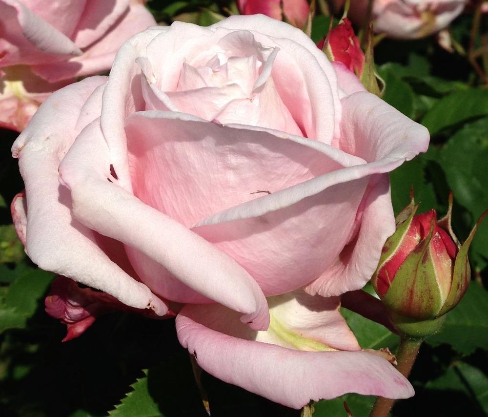 Photo of Rose (Rosa 'Belinda's Dream') uploaded by HamiltonSquare