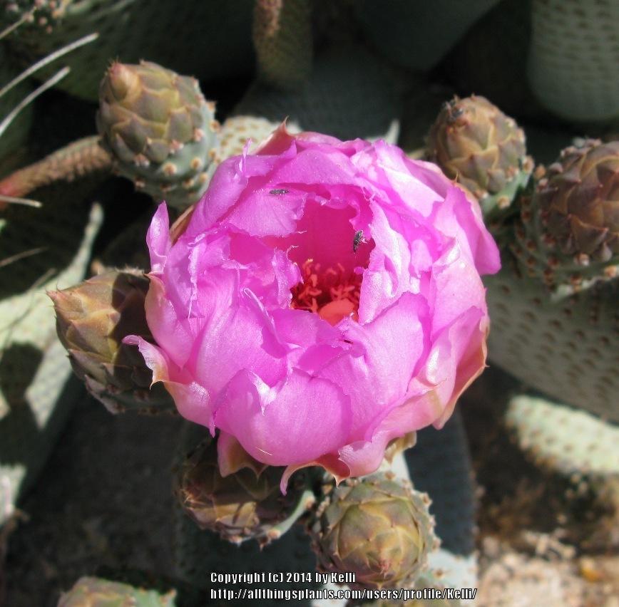 Photo of Beavertail Cactus (Opuntia basilaris) uploaded by Kelli