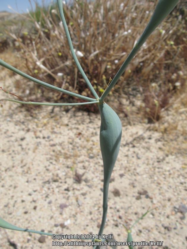 Photo of Desert Trumpet (Eriogonum inflatum) uploaded by Kelli