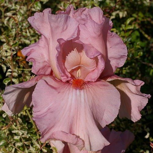 Photo of Tall Bearded Iris (Iris 'Caprice de Star') uploaded by Misawa77
