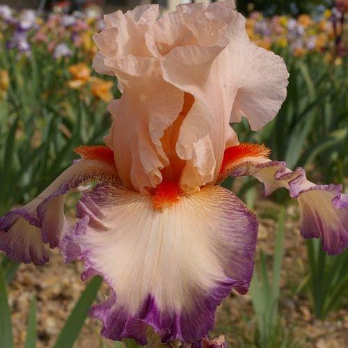 Photo of Tall Bearded Iris (Iris 'Joy de Rohan Chabot') uploaded by Misawa77