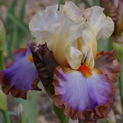 Photo of Tall Bearded Iris (Iris 'Un Peu Fou') uploaded by Misawa77