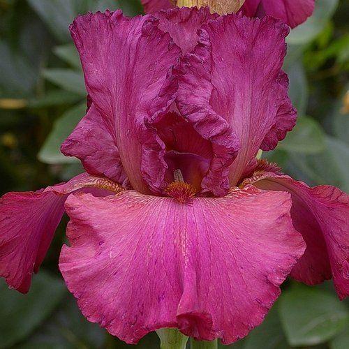 Photo of Tall Bearded Iris (Iris 'Vin d'Honneur') uploaded by Misawa77