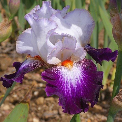 Photo of Tall Bearded Iris (Iris 'Impressions de Jouy') uploaded by Misawa77