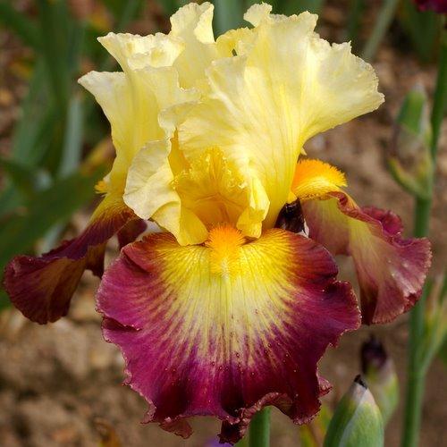 Photo of Tall Bearded Iris (Iris 'Jacques Coeur') uploaded by Misawa77