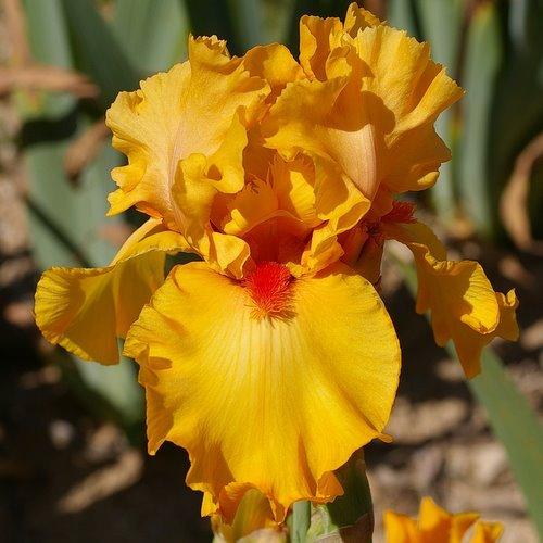Photo of Tall Bearded Iris (Iris 'Cidre Doux') uploaded by Misawa77