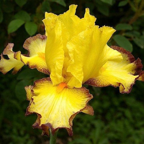 Photo of Tall Bearded Iris (Iris 'Fleur de Feu') uploaded by Misawa77