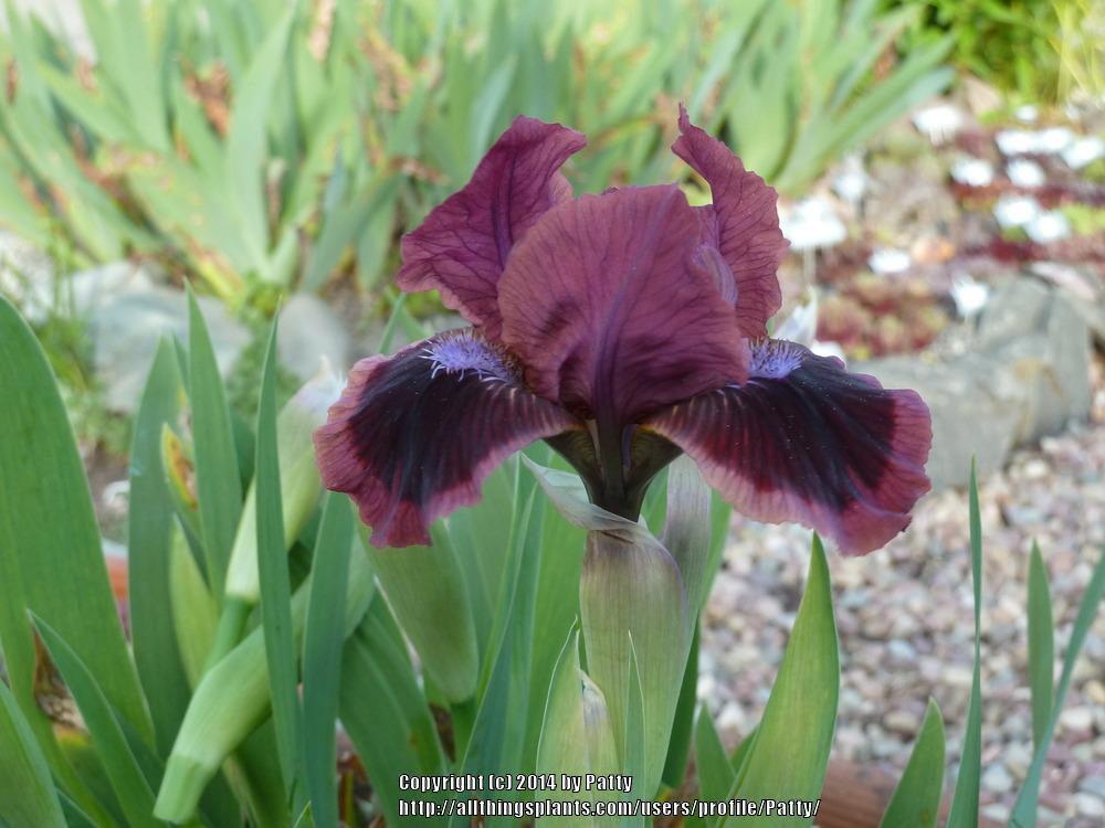 Photo of Standard Dwarf Bearded Iris (Iris 'Cat's Eye') uploaded by Patty