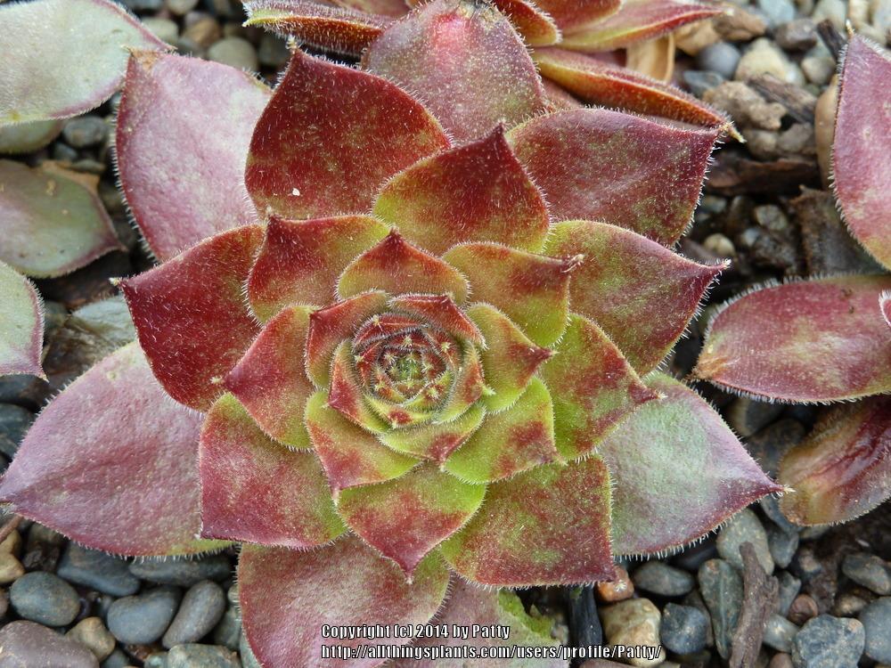 Photo of Hen and Chicks (Sempervivum 'Ohio Burgundy') uploaded by Patty