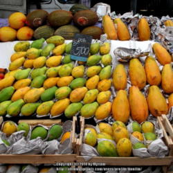 Location: On a local fruit and vegetable market, Rio de Janeiro, Brazil
Date: 2014-02-02
The ones on the right are the bigger 'Formosa'.