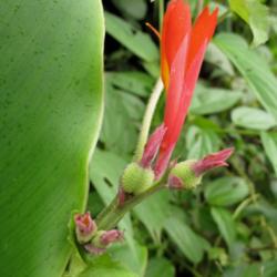 Location: Along the road side, Paraty, Brazil
Date: 2013-12-12
Flower and young interesting forming seed pods