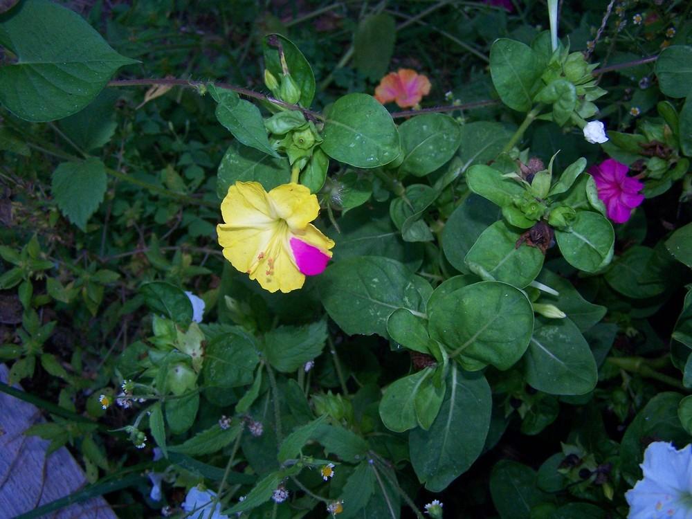 Photo of Four o'Clocks (Mirabilis jalapa 'Broken Colors') uploaded by chickhill