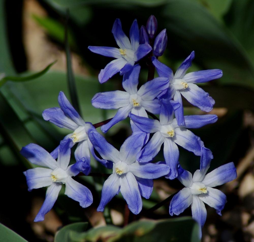 Photo of Glory of the Snow (Scilla forbesii) uploaded by dirtdorphins