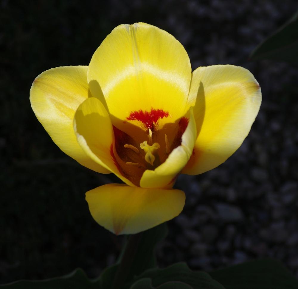 Photo of Waterlily Tulip (Tulipa kaufmanniana 'Stresa') uploaded by dirtdorphins