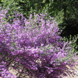 Location: Botanical Garden...Brookings, Oregon
Date: 2014-04-10