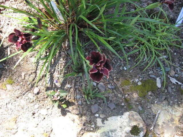 Photo of Pacific Coast Iris (Iris 'Dorothea's Ruby') uploaded by wcgypsy