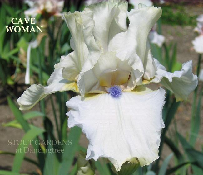 Photo of Tall Bearded Iris (Iris 'Cavewoman') uploaded by Calif_Sue