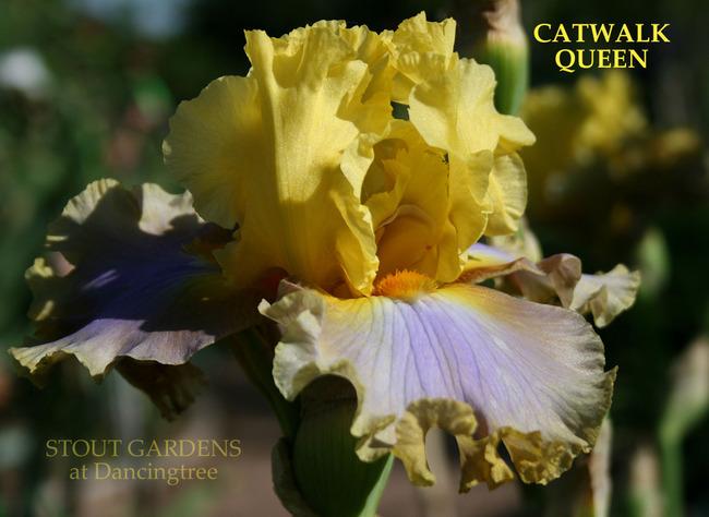 Photo of Tall Bearded Iris (Iris 'Catwalk Queen') uploaded by Calif_Sue