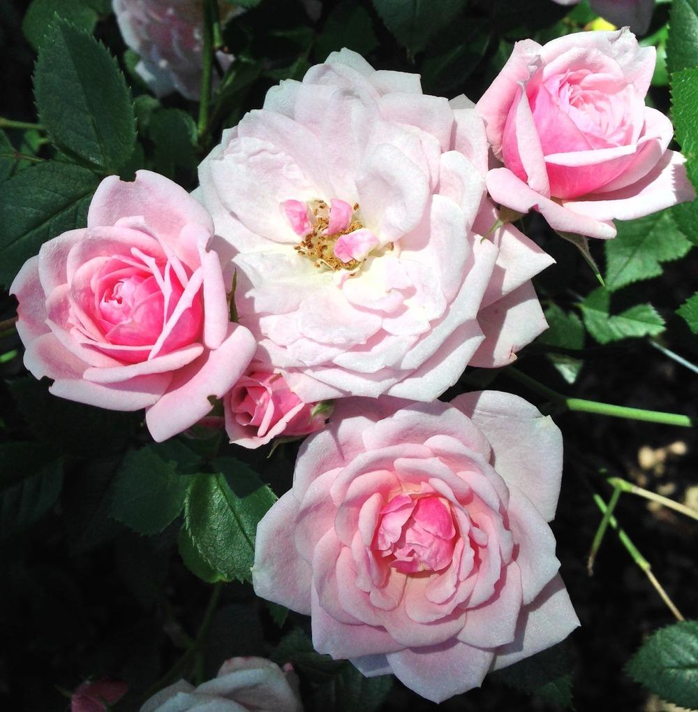 Photo of Rose (Rosa 'Jeanne Lajoie') uploaded by HamiltonSquare