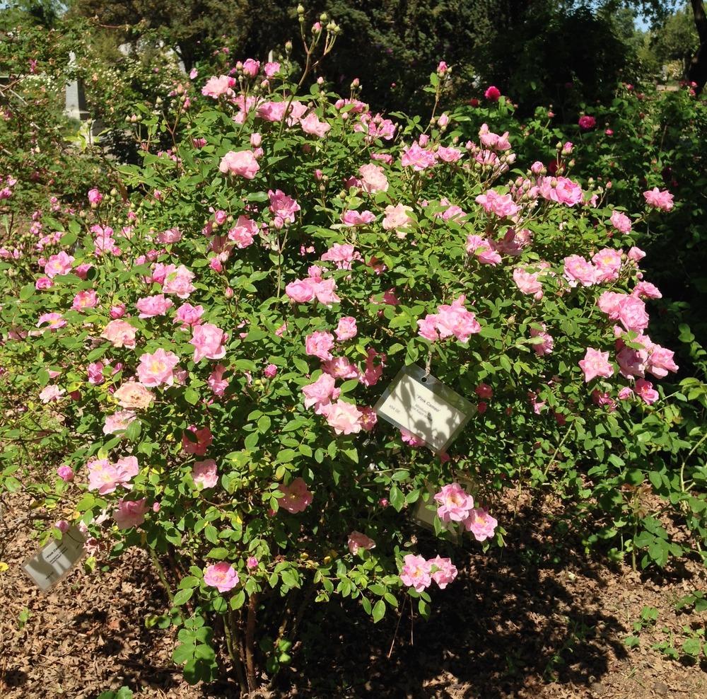 Photo of Rose (Rosa 'Pink Cameo') uploaded by HamiltonSquare