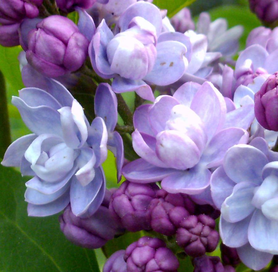 Photo of Common Lilac (Syringa vulgaris Kindy Rose®) uploaded by Heart2Heart