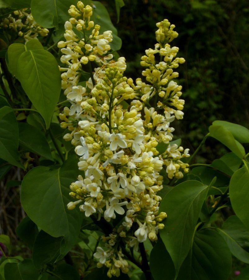 Photo of Common Lilac (Syringa vulgaris 'Primrose') uploaded by Heart2Heart
