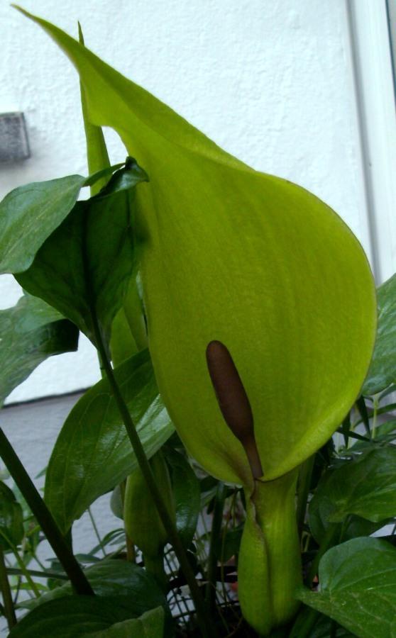Photo of Lord's and Ladies (Arum maculatum) uploaded by Heart2Heart