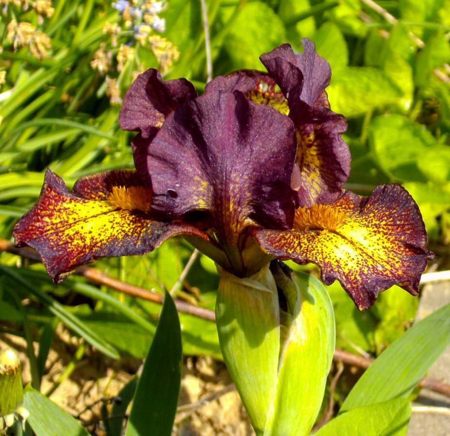 Photo of Standard Dwarf Bearded Iris (Iris 'Firestorm') uploaded by Heart2Heart