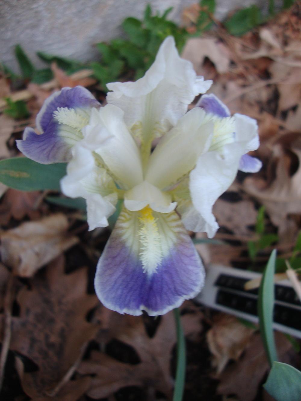Photo of Standard Dwarf Bearded Iris (Iris 'Sophistikitty') uploaded by Paul2032