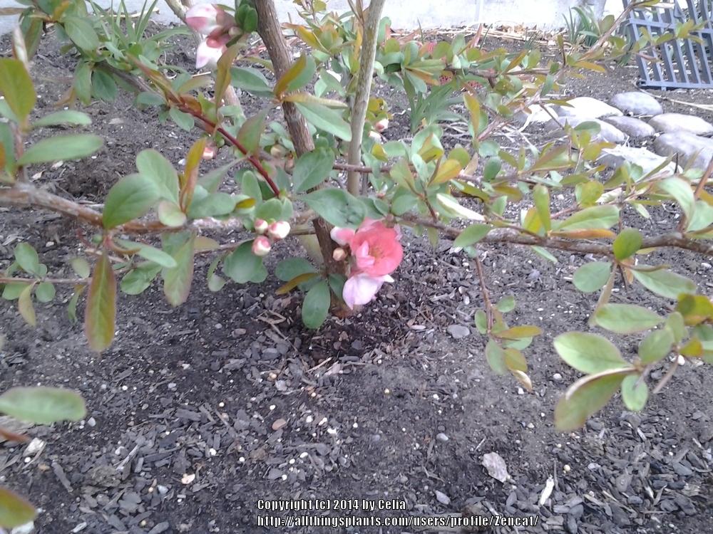 Photo of Flowering Quince (Chaenomeles speciosa 'Toyo-Nishiki') uploaded by Zencat