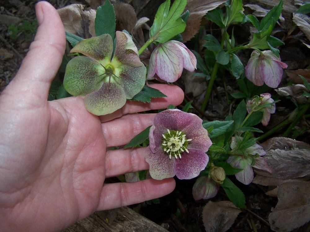 Photo of Hellebores (Helleborus) uploaded by chickhill