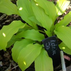 Location: my hosta bed
Date: 4-2014
early spring color
