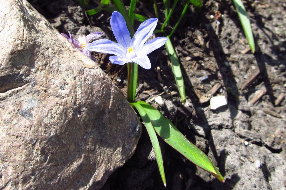 Photo of Glory Of The Snow (Scilla luciliae) uploaded by jmorth