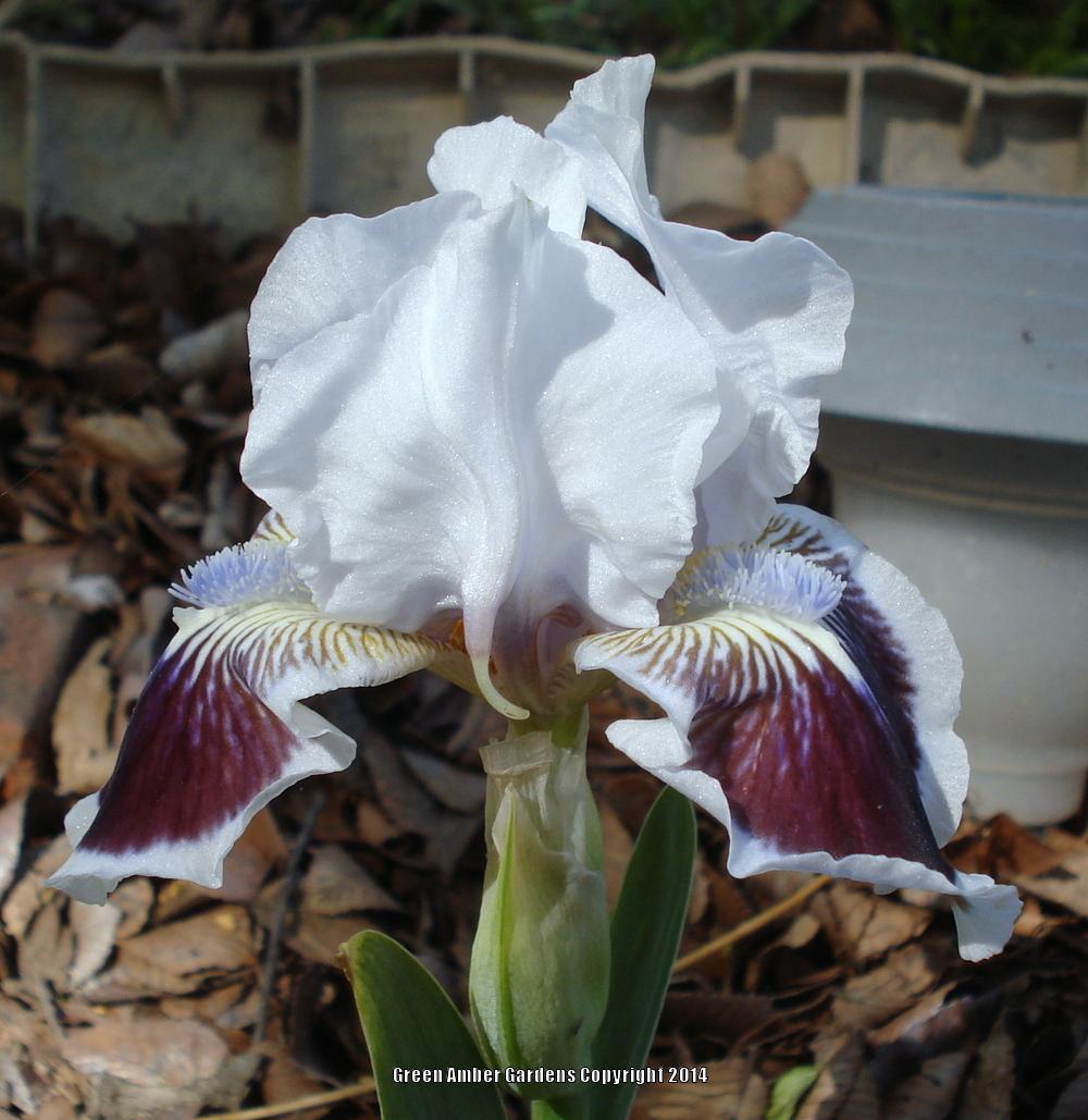 Photo of Standard Dwarf Bearded Iris (Iris 'Puddy Tat') uploaded by lovemyhouse