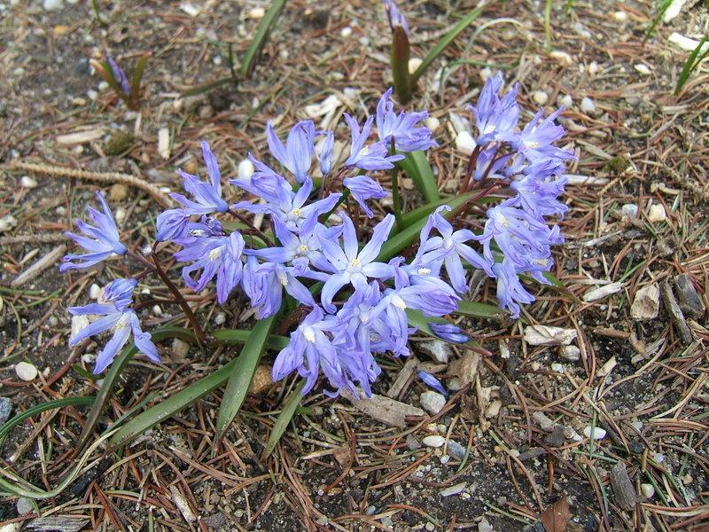 Photo of Glory Of The Snow (Scilla luciliae) uploaded by pirl