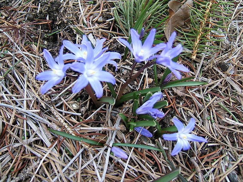 Photo of Glory Of The Snow (Scilla luciliae) uploaded by pirl