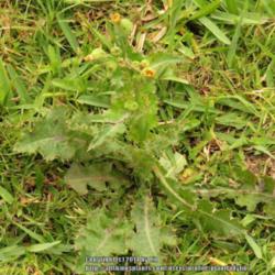 Location: Daytona Beach, Florida
Date: 2014-04-11 
Noxious, prickly lawn weed.