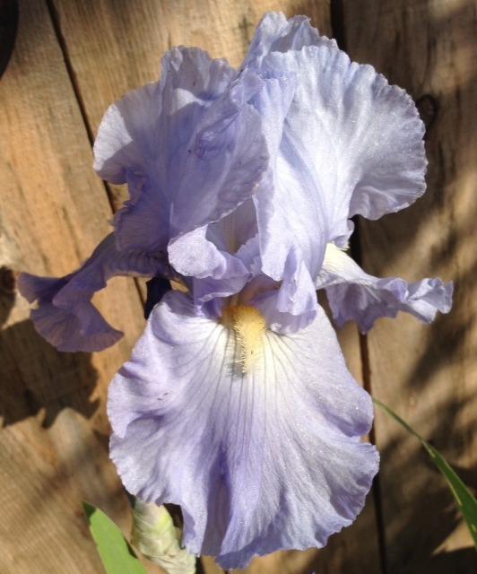 Photo of Tall Bearded Iris (Iris 'Babbling Brook') uploaded by Ecograndma