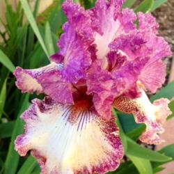 Location: In backyard Elk Grove, CA
Date: 2014-04-07
Brazen Beauty Iris